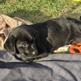 Boy 2 - Labrador Retriever puppy from Patton's Triple Pine Farm
