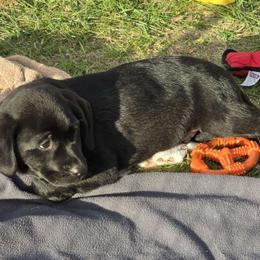 Boy 2 - Labrador Retriever puppy from Patton's Triple Pine Farm