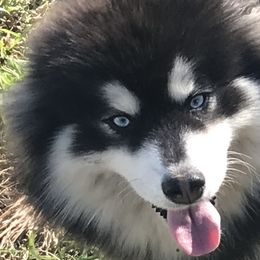 Pomskies from Madden Mountain Pomskies