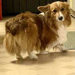 Maggie - Pembroke Welsh Corgi