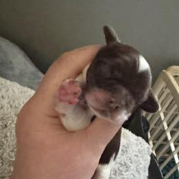 Yellow - Brown and white male Cocker Spaniel puppy in Soddy Daisy, Tennessee from Kaleidoscopic Creations