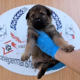 Light green collar - Sable female German Shepherd puppy in Hollis Center, Maine from Noble German Shepherds of Maine