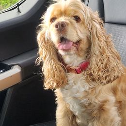 Rosie - Cocker Spaniel