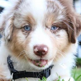 Miniature American Shepherds from Karen Raymond's Miniature American Shepherds