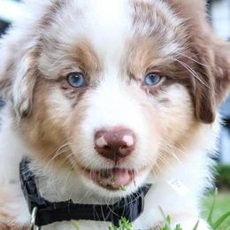 Miniature American Shepherds from Karen Raymond's Miniature American Shepherds