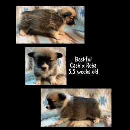 Bashful - Red male Pembroke Welsh Corgi puppy in Stephenville, Texas from Rising JM Pembrokes