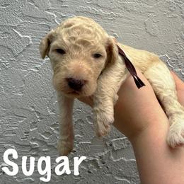 Sugar - Cream female Goldendoodle puppy in Atlantic Beach, Florida from Glamorous Golden Doodles