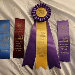 Chinese Shar-Pei All Grown Up from Eihpos Shar-Pei