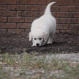 Golden Retriever Puppies from Wise-Taylor Goldens