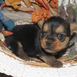 Chicketta - Black and tan female Norwich Terrier puppy in Groesbeck, Texas from Ranch 4M