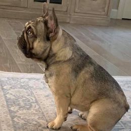 Ori - French Bulldog