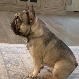 Ori - French Bulldog