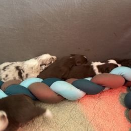 Australian Shepherd Puppies from Crystalbrook Aussies