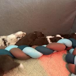 Australian Shepherd Puppies from Crystalbrook Aussies