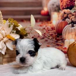 Boy 2800 - Parti male Yorkshire Terrier puppy in Nicholls, Georgia from Southeast Biewers