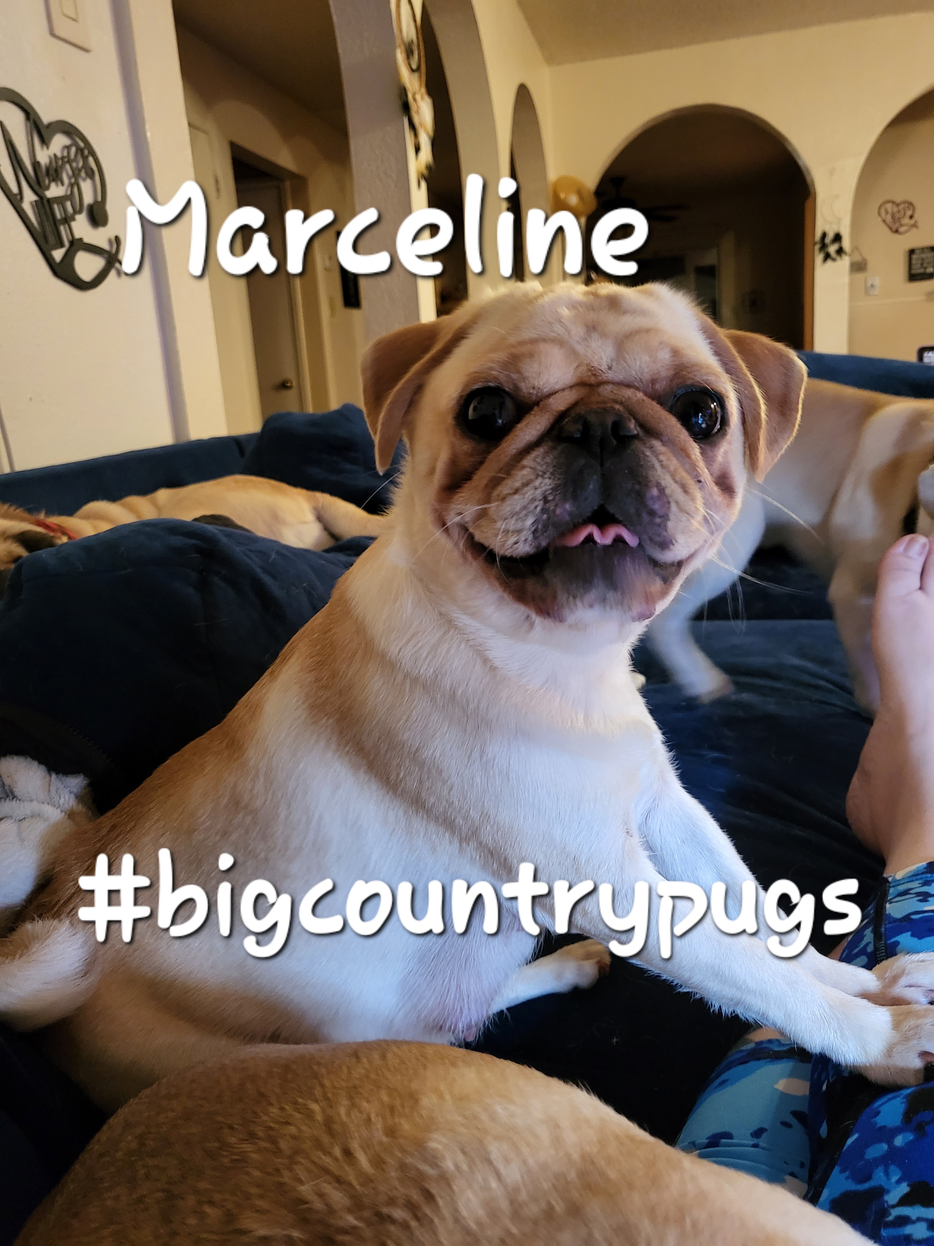 Marcie - Pug