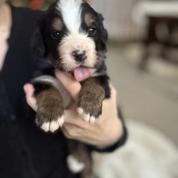 Bernese Mountain Dog Puppies from Berner Acre Woods