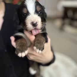Bernese Mountain Dog Puppies from Berner Acre Woods