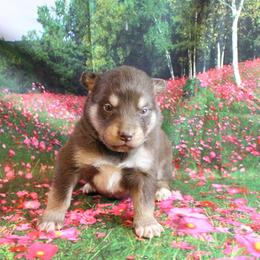 Alaskan Malamute Puppies from New River Valley Malamutes