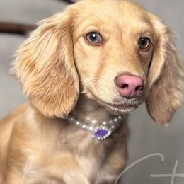 Bambi - Dachshund