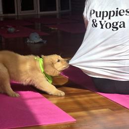 Goldendoodle, Golden Retriever, and Poodle Puppies from Oregon's Oodles of poodles & doodles