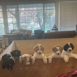 Goldendoodle Puppies from PDX PartiDoodles