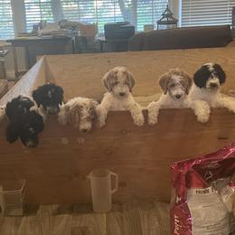 Goldendoodle Puppies from PDX PartiDoodles