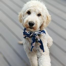 Maple - Goldendoodle