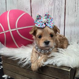 Nilla - Gold female Morkie puppy in Monticello, Iowa from Ashley’s Puppies