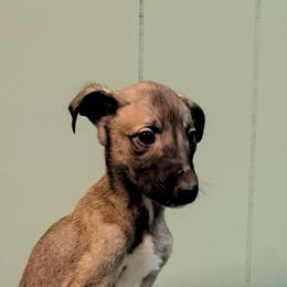 Male 4 - Fawn male Greyhound puppy in Eldora, Iowa from River Valley Canines