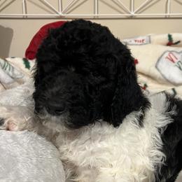 Gray collar boy - male Newfypoo puppy in Fairfield, California from Twin Sisters Doodles