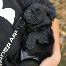 Black girl - Black female Labrador Retriever puppy in Plainwell, Michigan from Preuss Puppies
