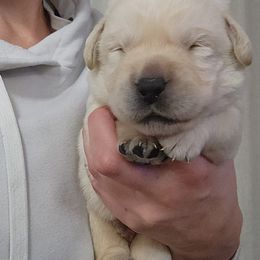 Sarah - Yellow female Labrador Retriever puppy in Braselton, Georgia from Bel Amour