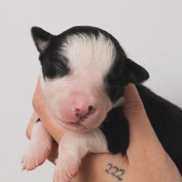 Tide AKC - Black tri-color male Australian Shepherd puppy in Polk City, Florida from Skaky Shepherds