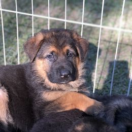 German Shepherd Puppies from Zwinger vom Schneider Wald