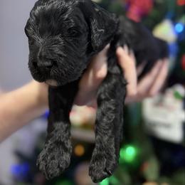 Dancer - Black female Goldendoodle puppy in Howard City, Michigan from Doodles and Chaos