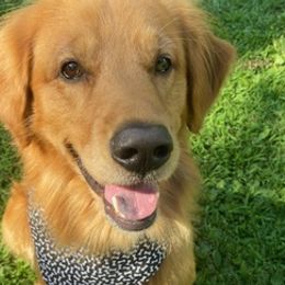 Golden Retrievers from Daisy-Duke Golden Retrievers