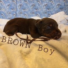 Brown - Red and rust male Doberman Pinscher puppy in Knox, Indiana from Double River Dobermans