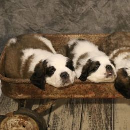 Saint Bernards from Shoen Saint Bernards