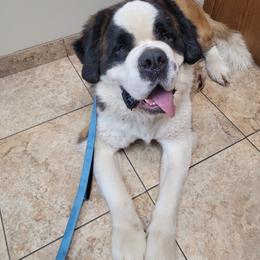Ivan - Saint Bernard