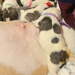 French Bulldog Puppies from Friendly Acres French Bulldogs