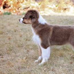 Riot - Australian Shepherd puppy in Hillsboro, Oregon from Legato Aussies
