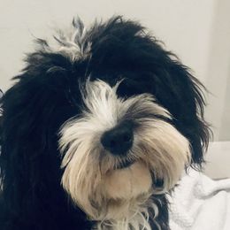 Lady - Havanese