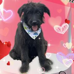 Onyx - Black and tan male Assorted Doodle Crosses puppy in Warrenton, Missouri from Pawsome Poodles and Doodles