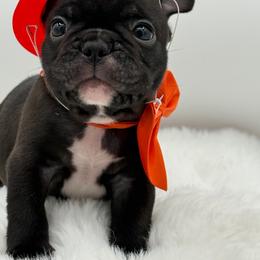 Dante - Brindle male French Bulldog puppy in Largo, Florida from Big Daddy Frenchies