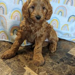 Aussiedoodle, Australian Shepherd, Bernedoodle, Cockapoo, and Poodle Puppies from Sis' Doodles & Poodles