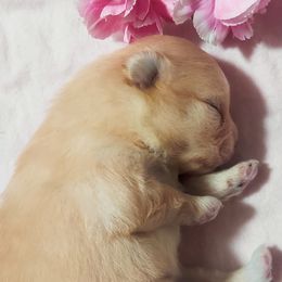 Pomeranian Puppies from The Pom Palace