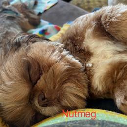 Nutmeg - Liver female Shih Tzu puppy in Bloomfield, Indiana from Meihem Pups