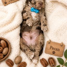 Pecan - Merle male Goldendoodle puppy in Miami, Florida from Jade’s Paws & Co. Of Miami LLC
