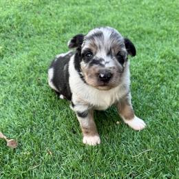 Cookie - Blue merle female Australian Shepherd puppy in Mount Vernon, Texas from RJ's Aussie Posse